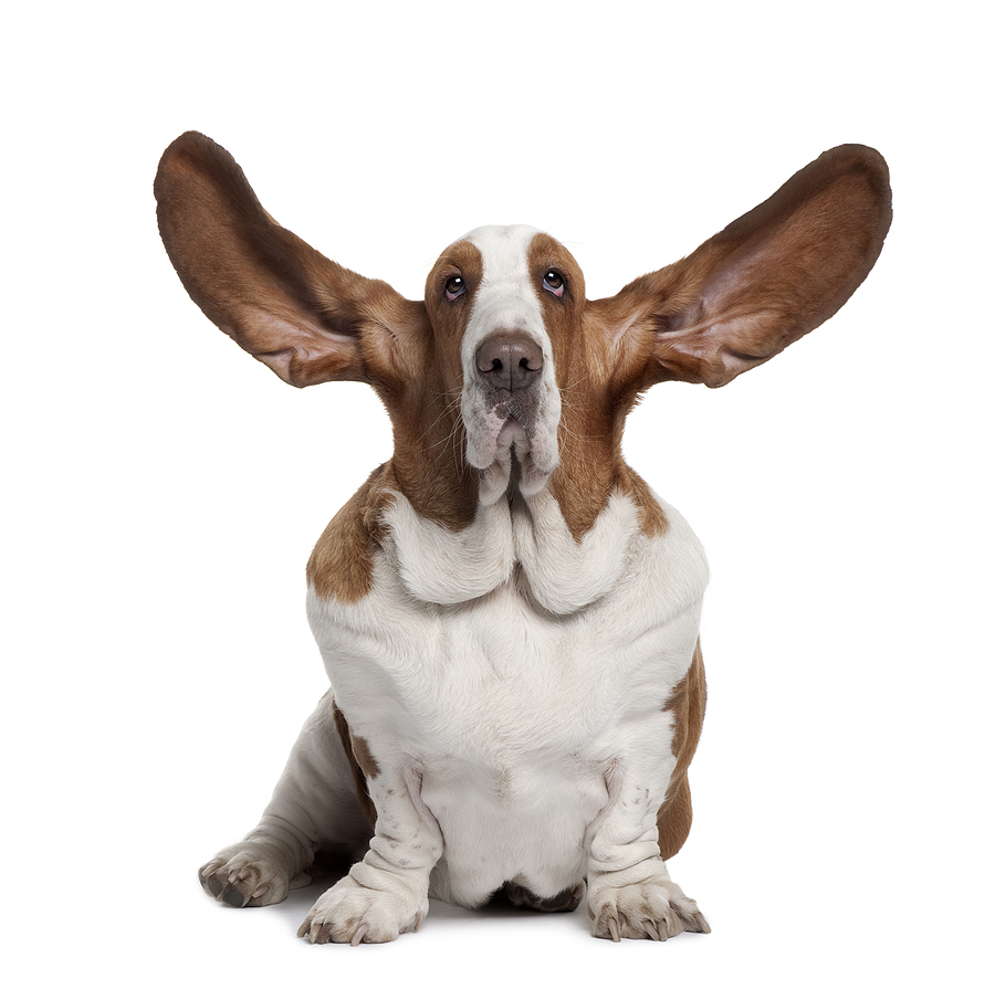 Featured image for “Good Boy! How Hearing Dogs Create Happier Lives”